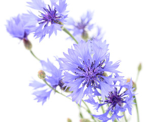 Cornflowers