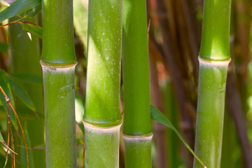 bamboo - 85273484