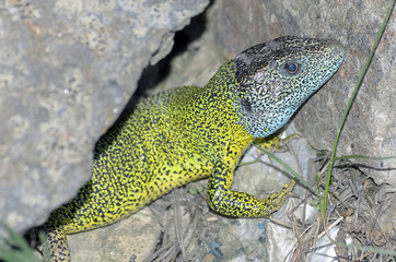Iberian emerald lizard, over a rock
