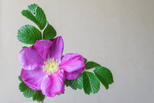 Fototapeta big blossomed dog-rose flower