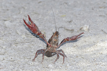 American crawfish