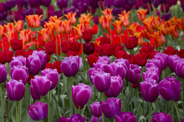 Tulip Field in Washington