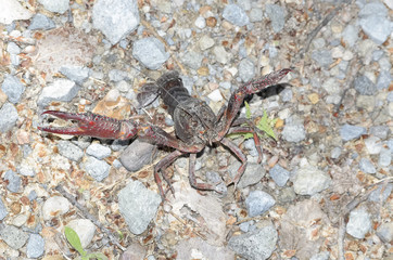 American crawfish
