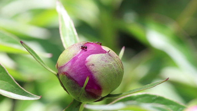 Ants licking honeydew on the bud of Paeonia lactiflora