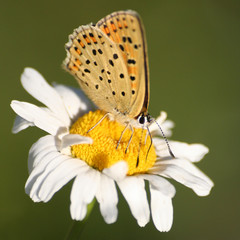 The Purple-Shot Copper butterfly on mayweed