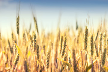 Obraz premium Grain field in bright summer day.