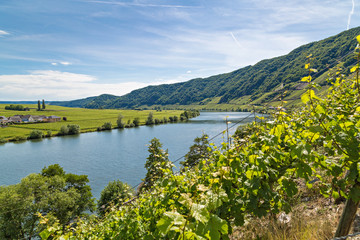 Fototapeta premium Vineyards
