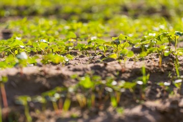 Buckwheat sprouts growing on field