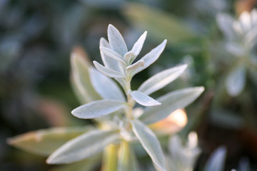 Cerastium tomentosum (Snow-in-Summer)