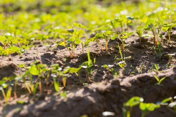 Buckwheat sprouts growing on field