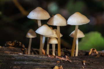 Mushrooms photographed in their natural environment