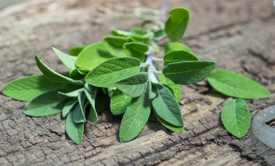 A bunch of fresh sage on an old wooden table