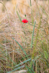 Mohnblumen im Weizenfeld