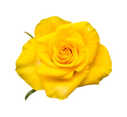 Naklejka premium yellow rose