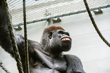 Portrait of an enraged gorilla in a zoo. Anger and rage concept. © Funny Studio