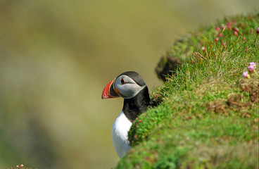 Atlantic puffin, Shetland