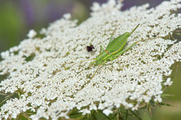 Grasshopper on cow parsley