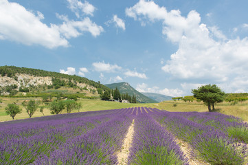 Naklejka premium Landscape in the French Drome