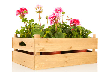 Pelargoniums in crate
