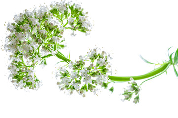 Baldrian freigestellt