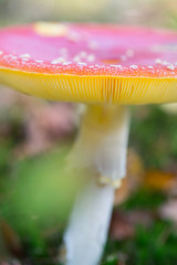 Fly Amanita