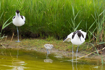 Pied avocet