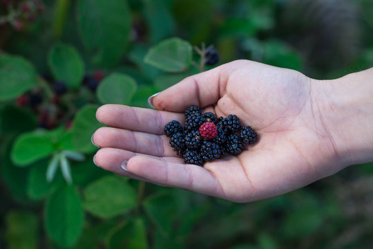 Mora Silvestre (fruto)