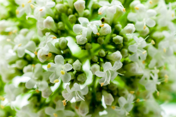 Zarte Blüten