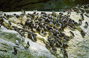 Guillemots, Shetland