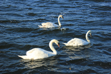 Swan trio