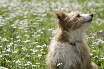 Cane © sabrinapezzoli