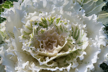 Head of white ornamental cabbage