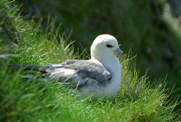 Northern fulmar, Shetland