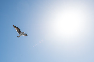 gaviota y el sol