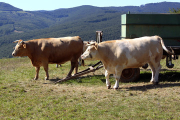 Fototapeta premium Two cattle heifers waiting near the cart on the pasture, Slovakia