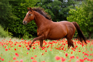 Fuchsstute galoppiert im Mohn
