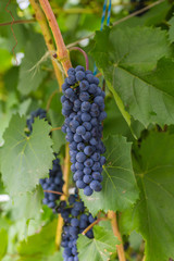 Bunch of grapes with green vine leaves in basket on wooden table