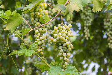 Fototapeta premium Bunch of grapes with green vine leaves in basket on wooden table