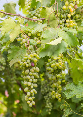 Bunch of grapes with green vine leaves in basket on wooden table