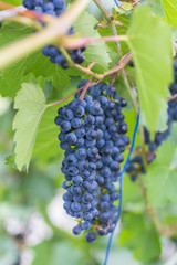 Bunch of grapes with green vine leaves in basket on wooden table