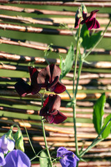 Sweet pea (Lathyrus odoratus)