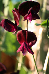 Sweet pea (Lathyrus odoratus)
