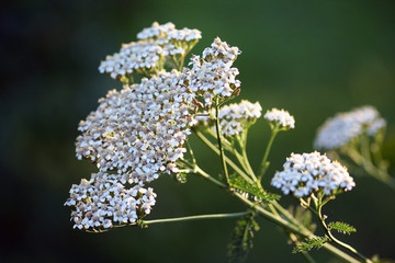 Wildflower - Yarrow (Achillea millefolium) - 85279293