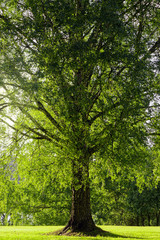 Big birch trees during a summer day