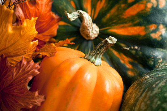 Winter Squash & Maple Leaves for fall and Thanksgiving Day themes.