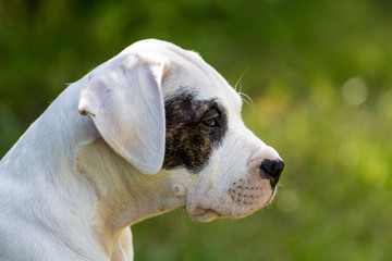 Puppy with black eye profile