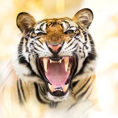 Papier Peint photo autocollant Tigre Grondement du tigre de Sibérie