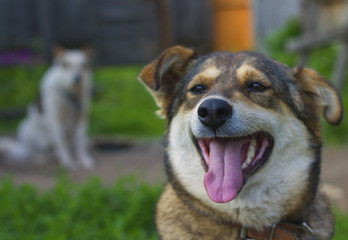 Funny dog with his tongue hanging out