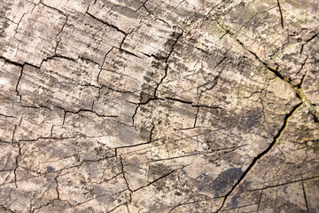 Wood texture