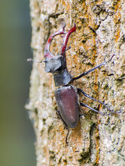 Stag beetle (Lucanus cervus)